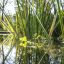 Bio-pools