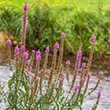 Laat je (zwem)vijver iets terugdoen voor de natuur Guido Lurquin over zijn nieuwste boek ‘Zakboek voor de vijvertuin’